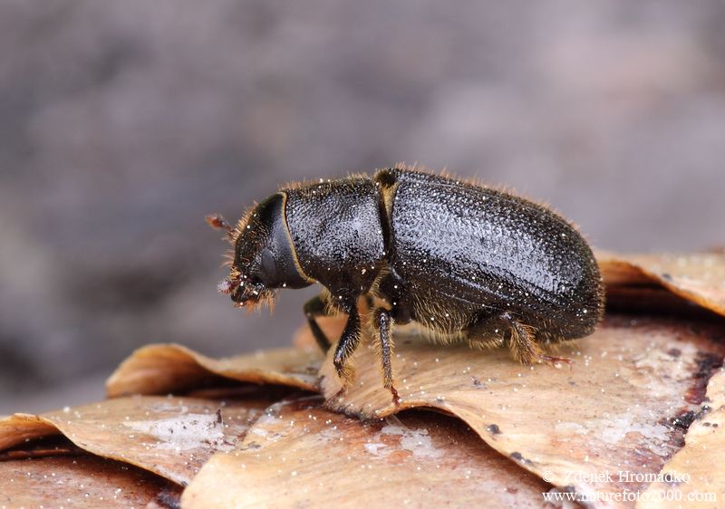 lýkohub smrkový, Dendroctonus micans (Kugelann, 1794) (Brouci, Coleoptera)